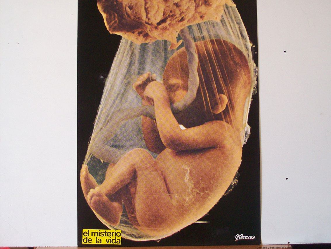 EL MISTERIO DE LA VIDA