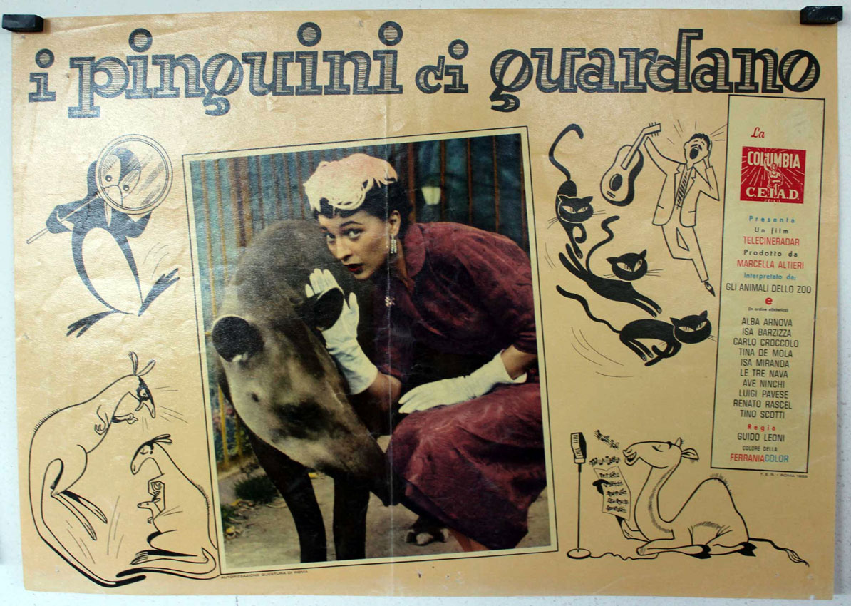 I PINGUINI CI GUARDANO