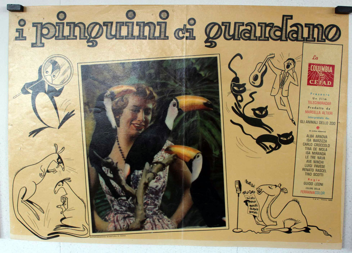 I PINGUINI CI GUARDANO