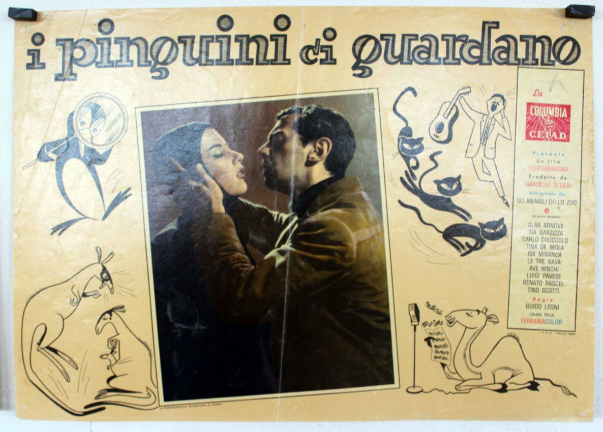 I PINGUINI CI GUARDANO