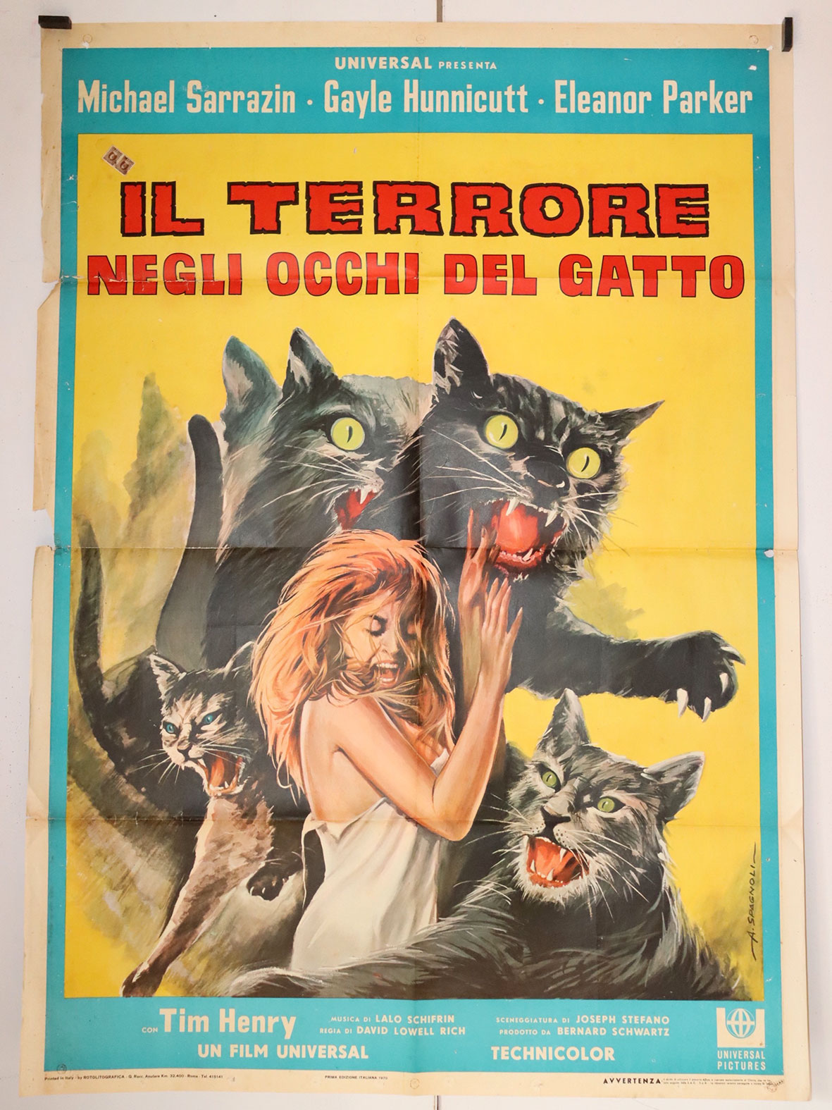 IL TERRORE NEGLI OCCHI DEL GATTO