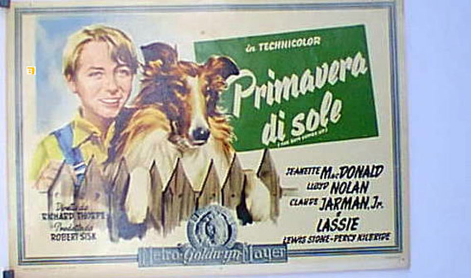 PRIMAVERA DI SOLE LASSIE