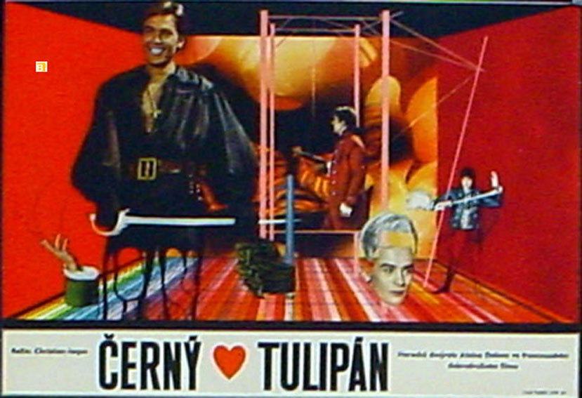 CERNY TULIPAN